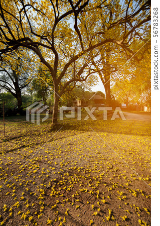 yellow flowers bloom yellow flowers bloom 56783268