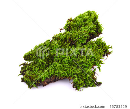 Green moss on white background Green moss on white background 56783329
