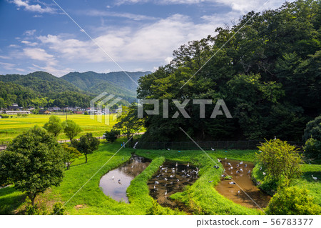 鄉鎮公園的鸛 鄉鎮公園的鸛 56783377