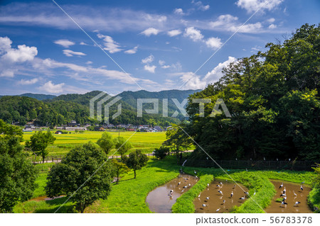 Stork of Township Park 56783378