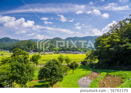 鄉鎮公園的鸛 56783379