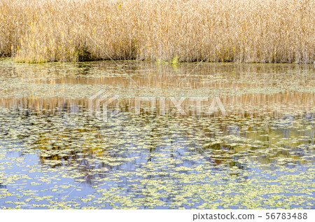 Autumn in Fukushima Urabandai 56783488