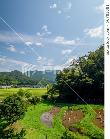 鄉鎮公園的鸛 56783681