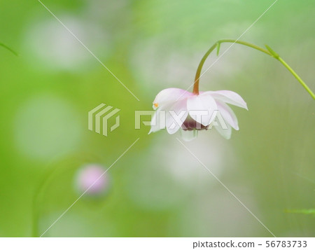 Scenery of Rengamesha Scenery of Rengamesha 56783733