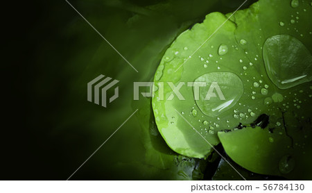 water drop on lotus leaf after raining 56784130