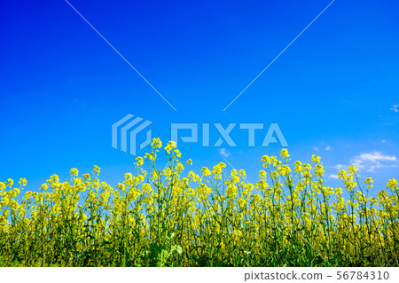 Blue Sky and Rape Field Hiratori 56784310