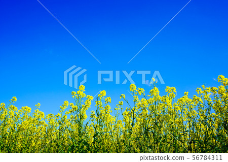 Blue Sky and Rape Field Hiratori Blue Sky and Rape Field Hiratori 56784311