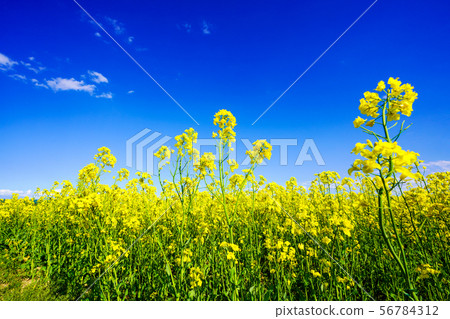 Blue Sky and Rape Field Hiratori Blue Sky and Rape Field Hiratori 56784312
