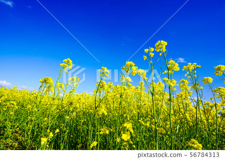 Blue Sky and Rape Field Hiratori 56784313