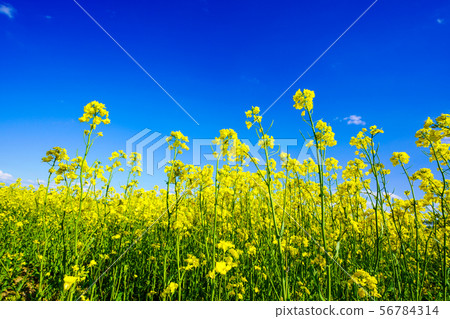 Blue Sky and Rape Field Hiratori 56784314