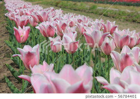 ~Tulip~ ◦ ◦ ◦ ◦ Pink tulips ◦ ◦ ◦ ◦ 56784401
