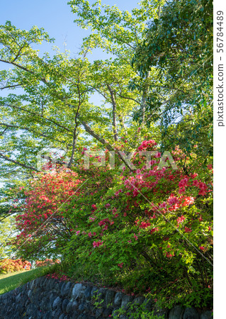 Minoyama Park Chichibu 56784489