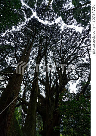 Japanese cedar in Aso, Kumamoto Prefecture 56784726