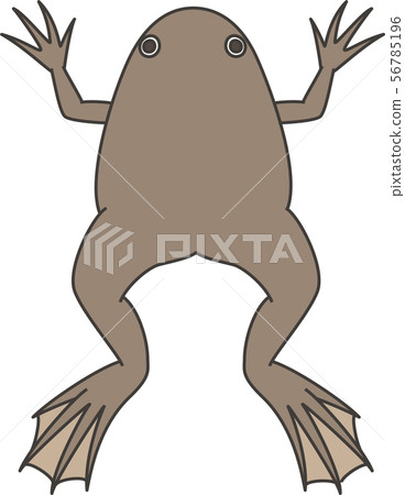 非洲爪蟾 56785196