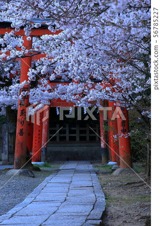 Inari Shrine and cherry blossoms at dawn Inari Shrine and cherry blossoms at dawn 56785227