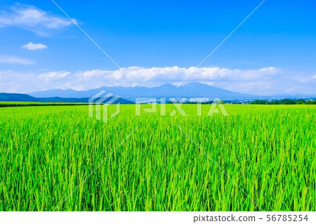 Summer rice (August) Background blur 56785254