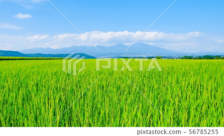 Summer rice (August) Background blur 56785255