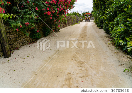 沖繩的竹富島乘坐水牛車和遊客去 56785628