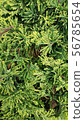 Conifer yellow ribbon 56785654