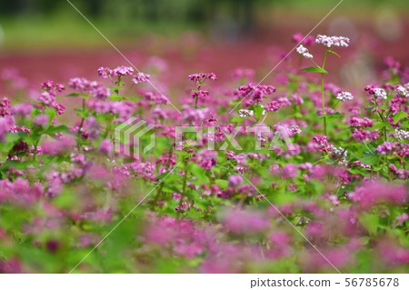 Red buckwheat flower field Red buckwheat flower field 56785678