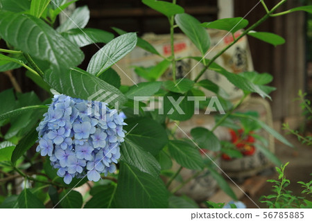 Hydrangea at Fushimi-Chokenji Temple Hydrangea at Fushimi-Chokenji Temple 56785885