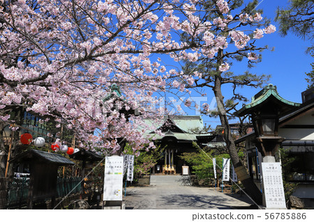 Sakura Shrine 56785886