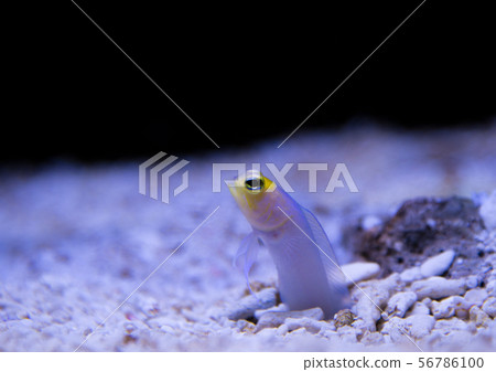 Chinese eel Chinese eel 56786100
