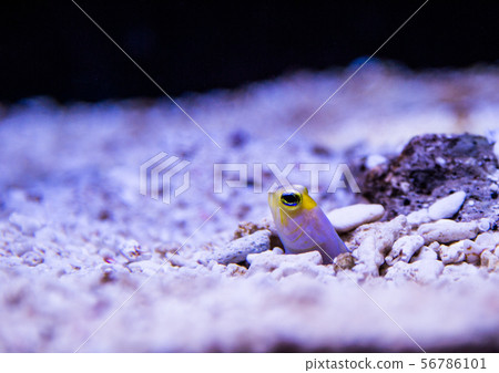 Chinese eel Chinese eel 56786101
