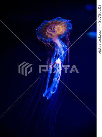 Jellyfish Jellyfish 56786102