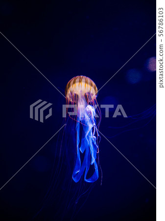 海蜇 海蜇 56786103