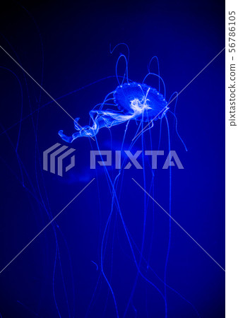 海蜇 海蜇 56786105