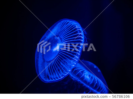 海蜇 海蜇 56786106