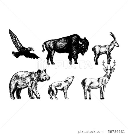 vintage collection or set of hand drawn vintage styled engraved wild animals for design 56786681