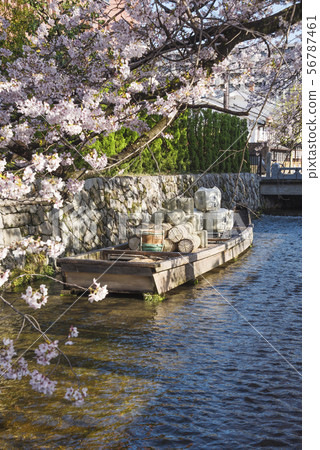Cherry blossoms and Takasebune on the Takase River 56787461