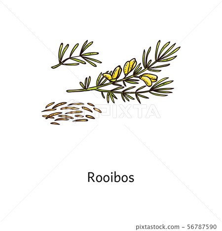 Roobos plant drawing with fresh green leaf and steeps twigs Roobos plant drawing with fresh green leaf and steeps twigs 56787590