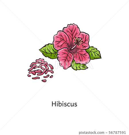 Hibiscus flower drawing - beautiful pink plant blossom with green leaves Hibiscus flower drawing - beautiful pink plant blossom with green leaves 56787591
