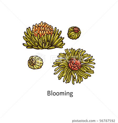 Kind of exotic herbal tea the blooming tea sketch vector illustration isolated. 56787592
