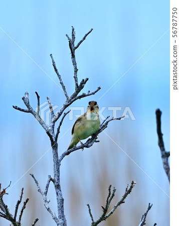 Musikui @ Hokkaido 56787750