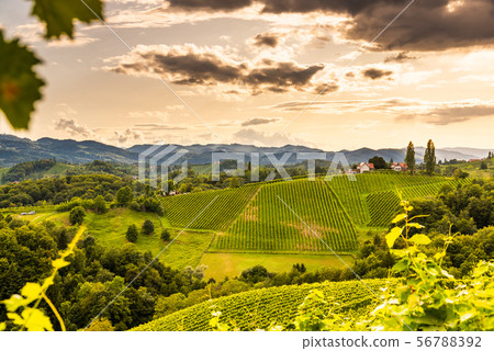 Austria, south styria travel destination. Tourist 56788392