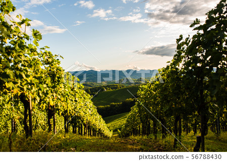 Austria, south styria vineyards travel 56788430
