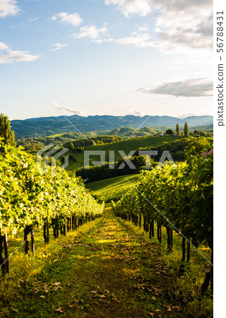 Austria, south styria vineyards travel Austria, south styria vineyards travel 56788431