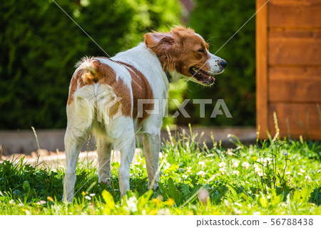 Brittany dog in garden outdoors run and jump with 56788438