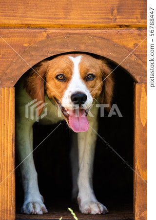 Brittany dog female puppy in wooden dog house. Brittany dog female puppy in wooden dog house. 56788447