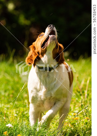 Brittany dog in garden outdoors standing on a 56788453