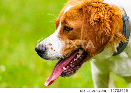 Breton spaniel puppy with month open and tongue