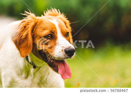 Breton spaniel puppy portrait Breton spaniel puppy portrait 56788467