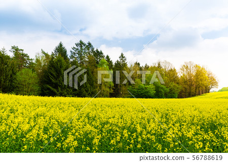Rapeseed growing, canola field, colza meadow Rapeseed growing, canola field, colza meadow 56788619