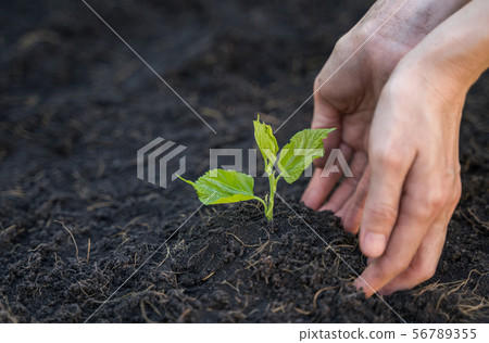 Hand is growing and nurturing young plant on soil 56789355