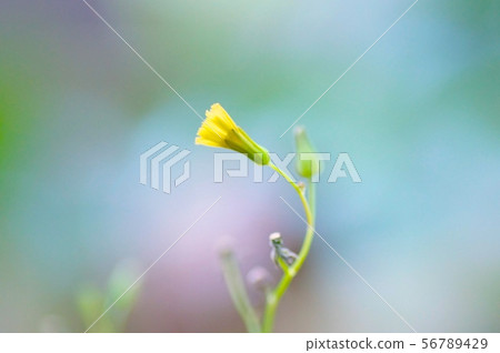 黃花 黃花 56789429
