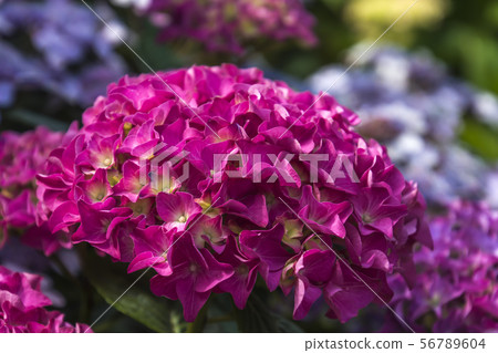 Hydrangea in Chartres (France) Hydrangea in Chartres (France) 56789604